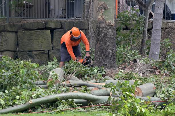 How Our Tree Care Process Works  in  Camp Pendleton South, CA