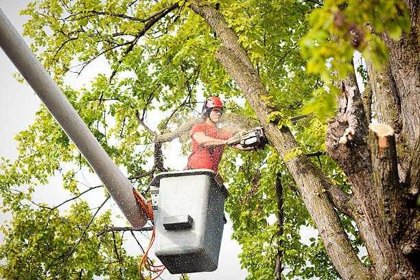 Camp Pendleton South, CA Tree Services Company